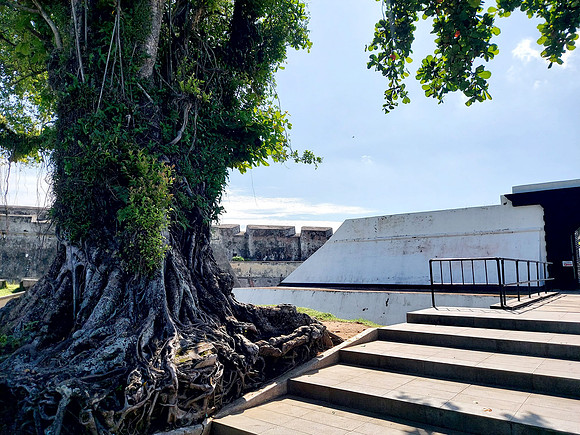 20240425_092343-fort-tree