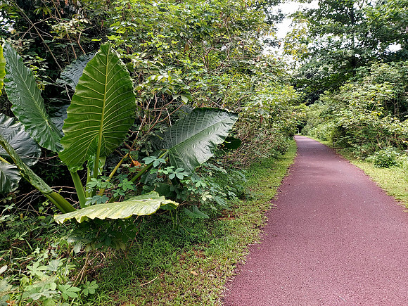 20240418_111559-big-leaves
