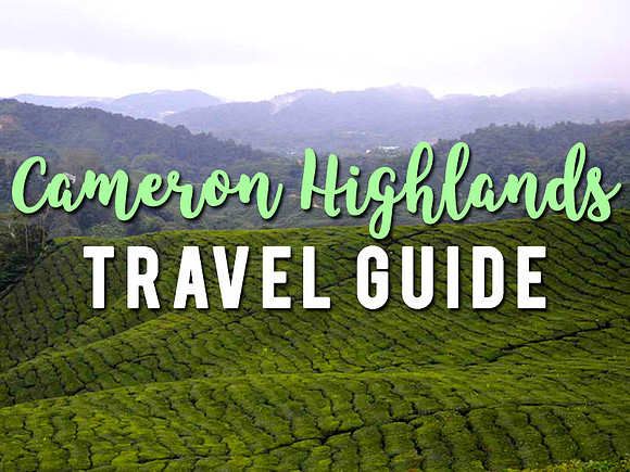 cameron-highlands-travel-guide
