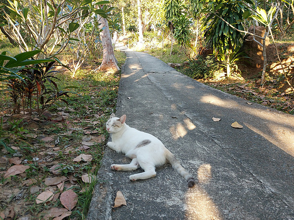 20220129_173224-viewpoint-cat