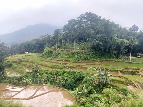 20240429_084328-west-java-rice