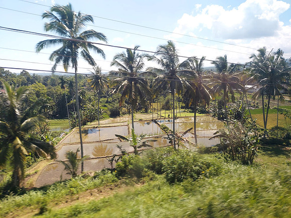 20240504_104719-ricefields