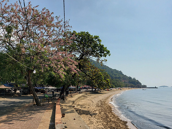 20220118_100659-beach-trees