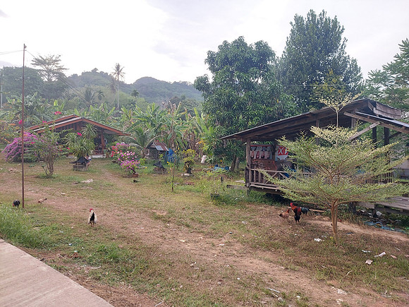 20220208_174730-chickens