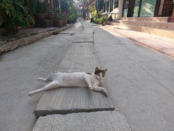 20220131_080532-street-cat