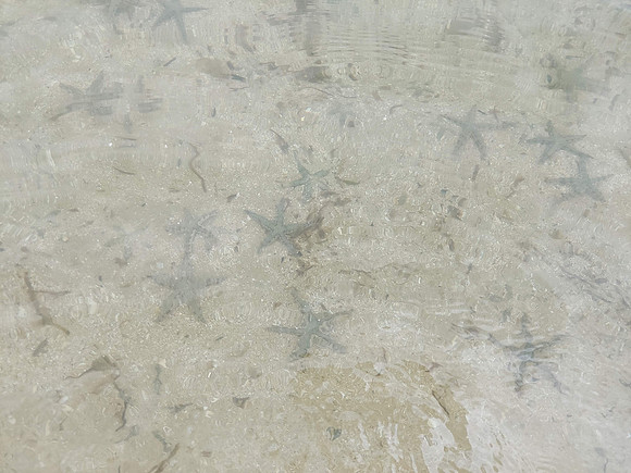 20220209_122730-statfish