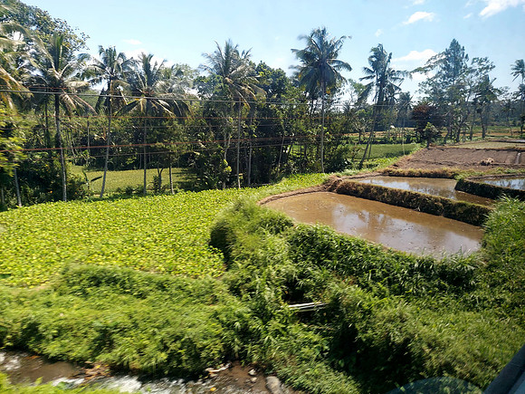 20240504_105004-rice-terrace