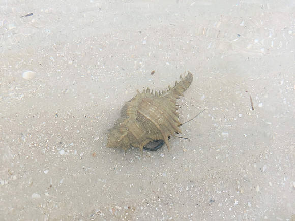 20220209_121801-hiding-crab