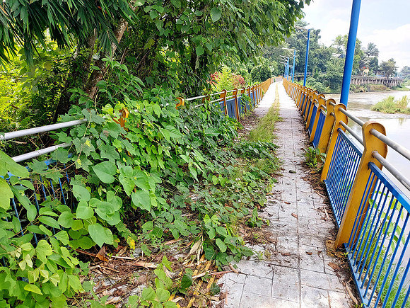 20240423_115337-overgrown-riverwalk