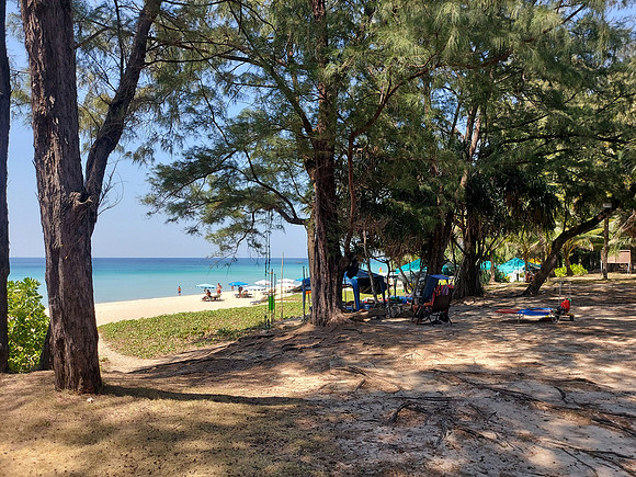 20220127_132752-karon-beach-trees