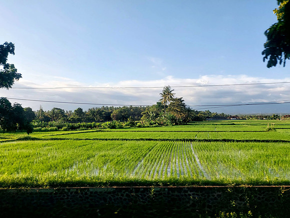20240504_170537-west-bali-ricefields