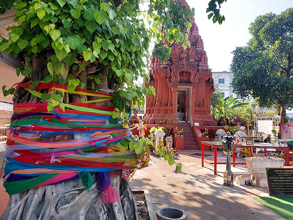 20220223_152812-shrine-tree
