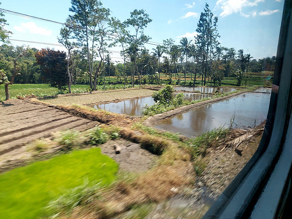 20240504_105001-ricefields-view