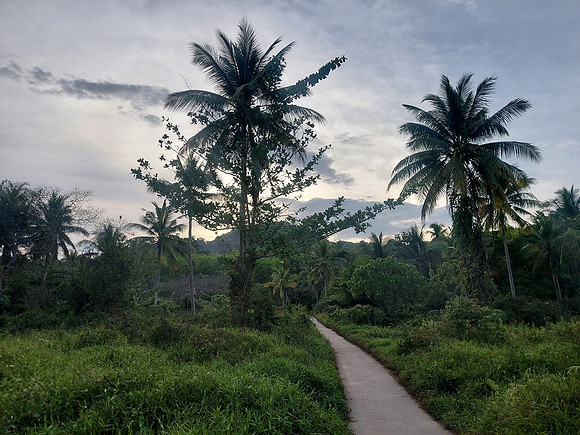 20220208_174054-jungle-sunset