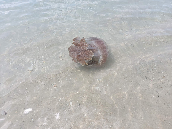 20220204_131817-beach-jelly