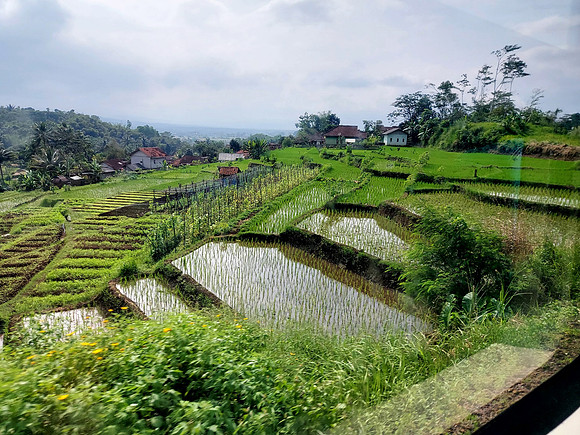 20240429_091041-rice-terrace