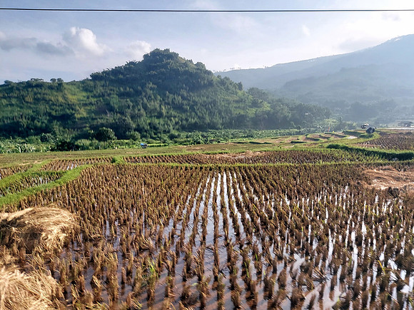 20240429_073941-harvested-rice