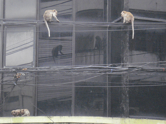 Monkeys freely roam the streets of Lopburi - Thailand.
