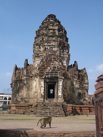 Monkey at Phra Prang Sam Yod, Lopburi - Thailand.