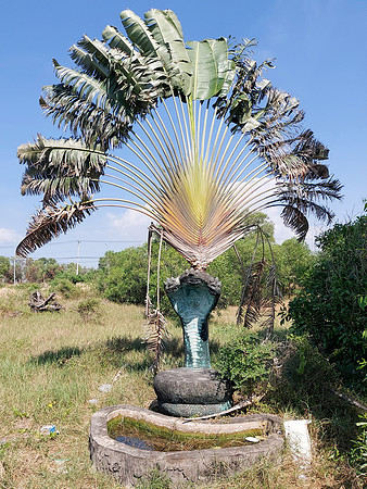 20220108_132825-fan-palm