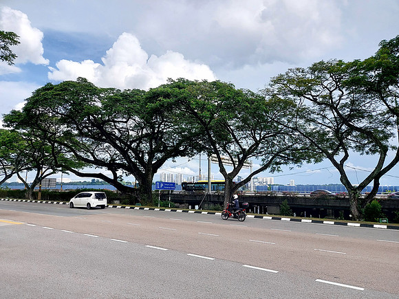 20240415_164637-waterfront-trees