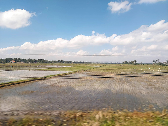 20240504_092434-flooded-rice-fields