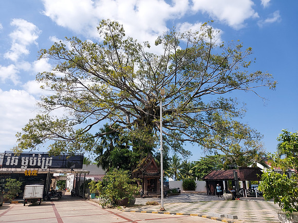 20220109_125150-tree-at-mlop-chrey-beach