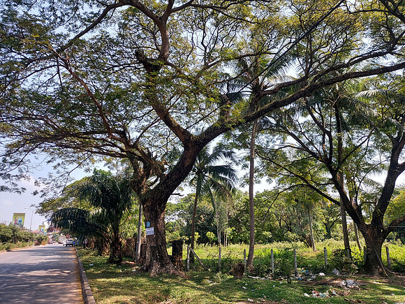 20220118_112142-big-tree-kep