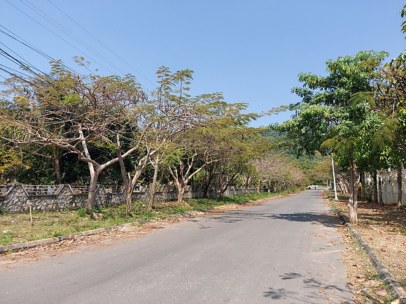 20220118_113408-kep-street-trees