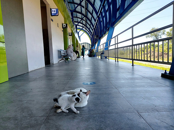 20240513_101828-mandai-station-cats