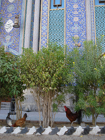 Chickens outside the Iranian Mosque, Bur Dubai, Dubai - UAE.