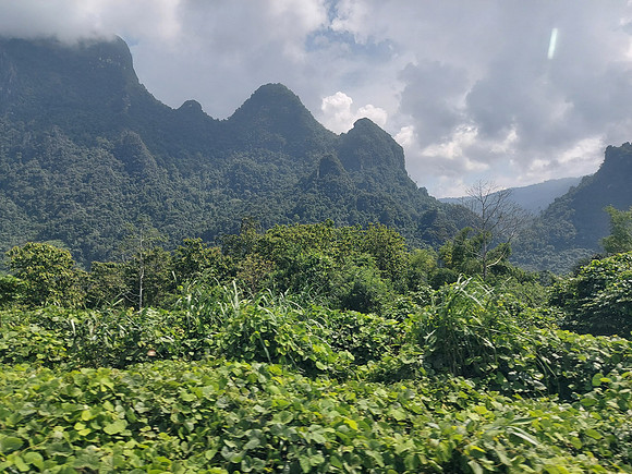 20220528_141222-jungle