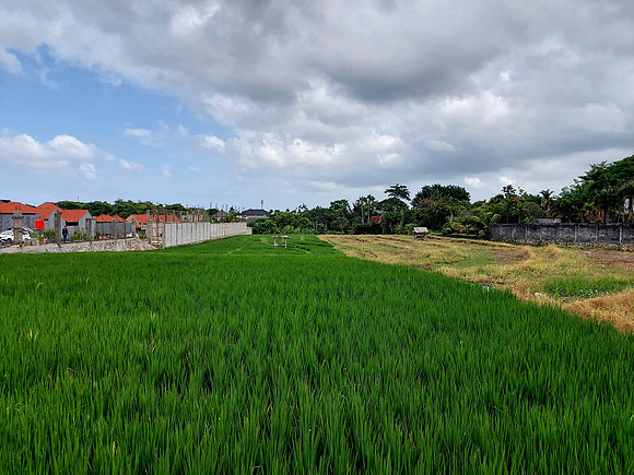 20240509_105749-ricefields-jl-subak-sari