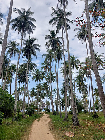 20220209_101126-coconut-forest