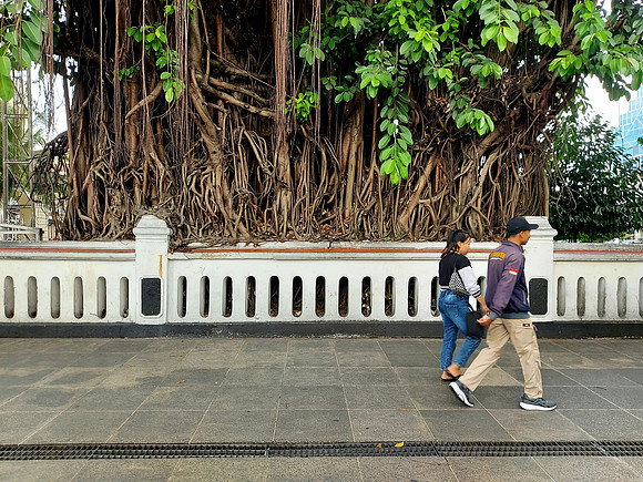 20240429_144858-big-malioboro-tree