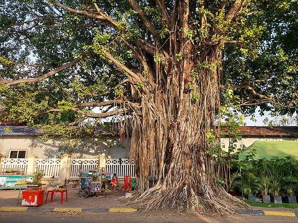 20220117_162630-big-tree