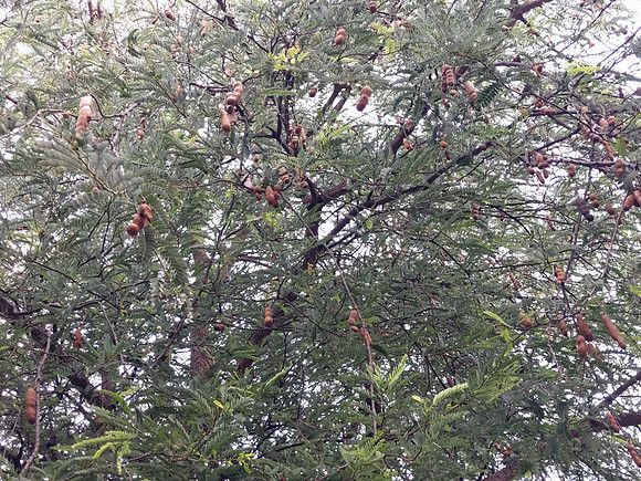 20240429_164704-tamarind-tree