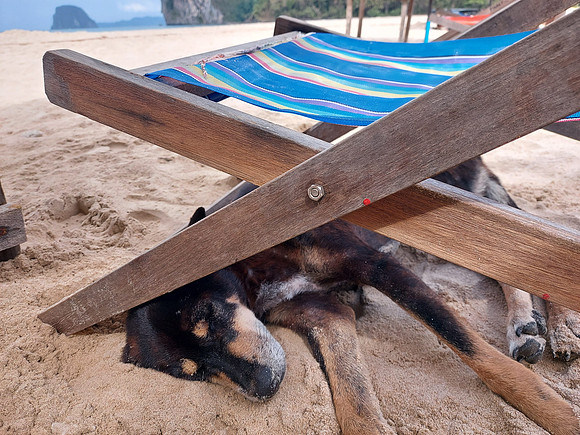 20220209_102246-beach-dog