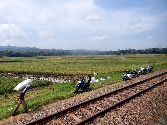 20240429_123156-rice-farmer