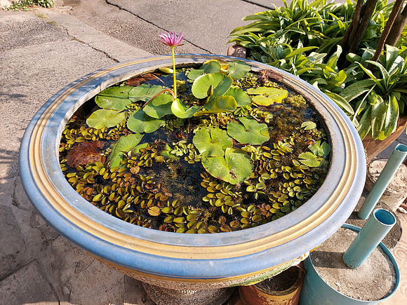 20220228_161728-lotus-pond