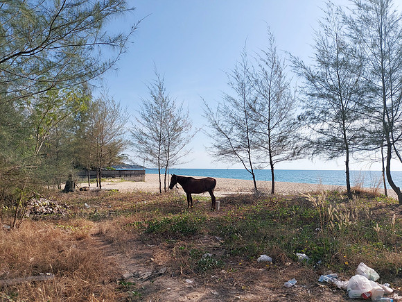 20220202_160337-beach-horse